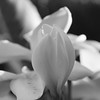 BLACK & WHITE : 