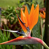 Bird of Paradise