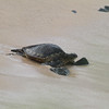 DEC 26 2012
Heading back into the ocean.
HAGD