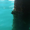 MAY 11 2013
Under the Honolulu pier.