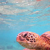 FEB 7 2013
Good Morning,  Checking to see if i was awake.
Off black rock, Maui HI