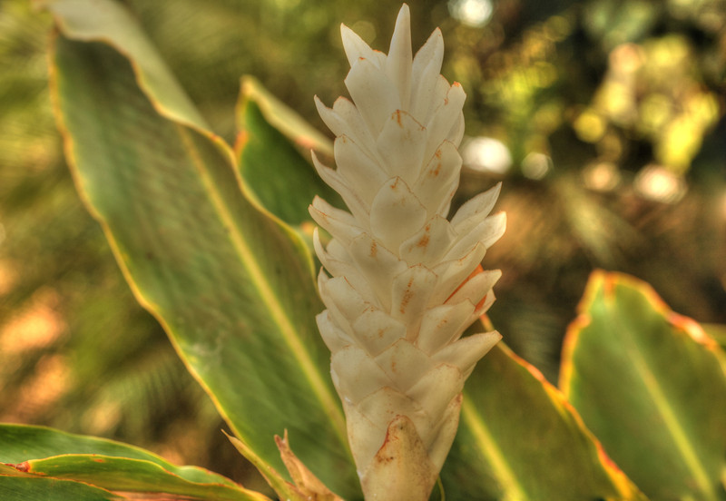 MAY 21 2013
White Ginger
