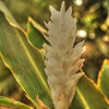 MAY 21 2013
White Ginger