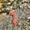 EVERY THING OAHU : Photos of anything on Oahu, Hi,