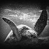 Hawaiian Green Sea Turtle in B&W.