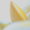 MAY 20 2013
Lensbaby shot  Aperture wide open. 
Plumeria Bud