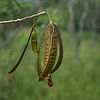 MAY 15 2013
Monkey pod