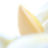 Plumeria