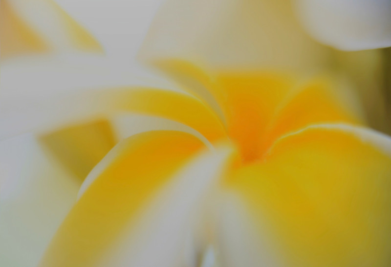 Plumeria