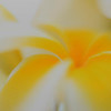 Plumeria