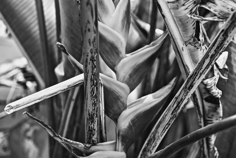 B&W Heliconia