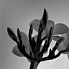 B&W Yellow Plumeria