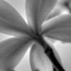 Plumeria B&W