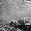 Hawaiian Green Sea Turtle