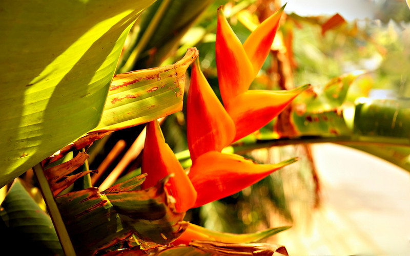 Heliconia