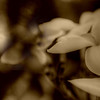 Yellow Plumeria's