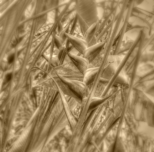 Heliconia