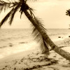 COCONUT PALM