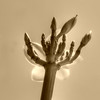 PLUMERIA
