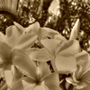 Yellow Plumeria's