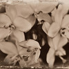 IMG_0652 ART