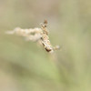 FEB 11 2013
Just playing around. Lensbaby shot. Just a weed.