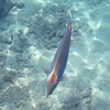 FEB 28 2013
Life in the ocean,