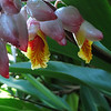 FEB 4 2013
Sorry did not find out what the flowers were.
On the hike at Twin Falls, Maui, HI