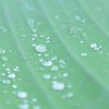 FEB 26 2013
Lensbaby, Rain drops