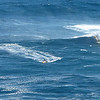 FEB 9 2013
Windsurfing ( JAWS )
Have a great day.