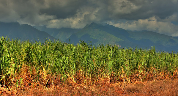 Maui Sugar Cane