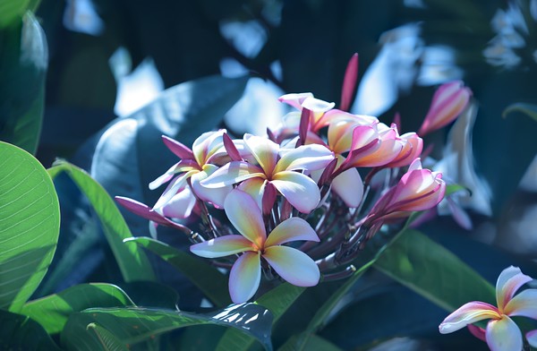 Maui Plumeria