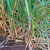 MAUI, SUGAR CANE