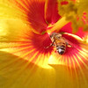 Yellow Hibiscus, & The Bee